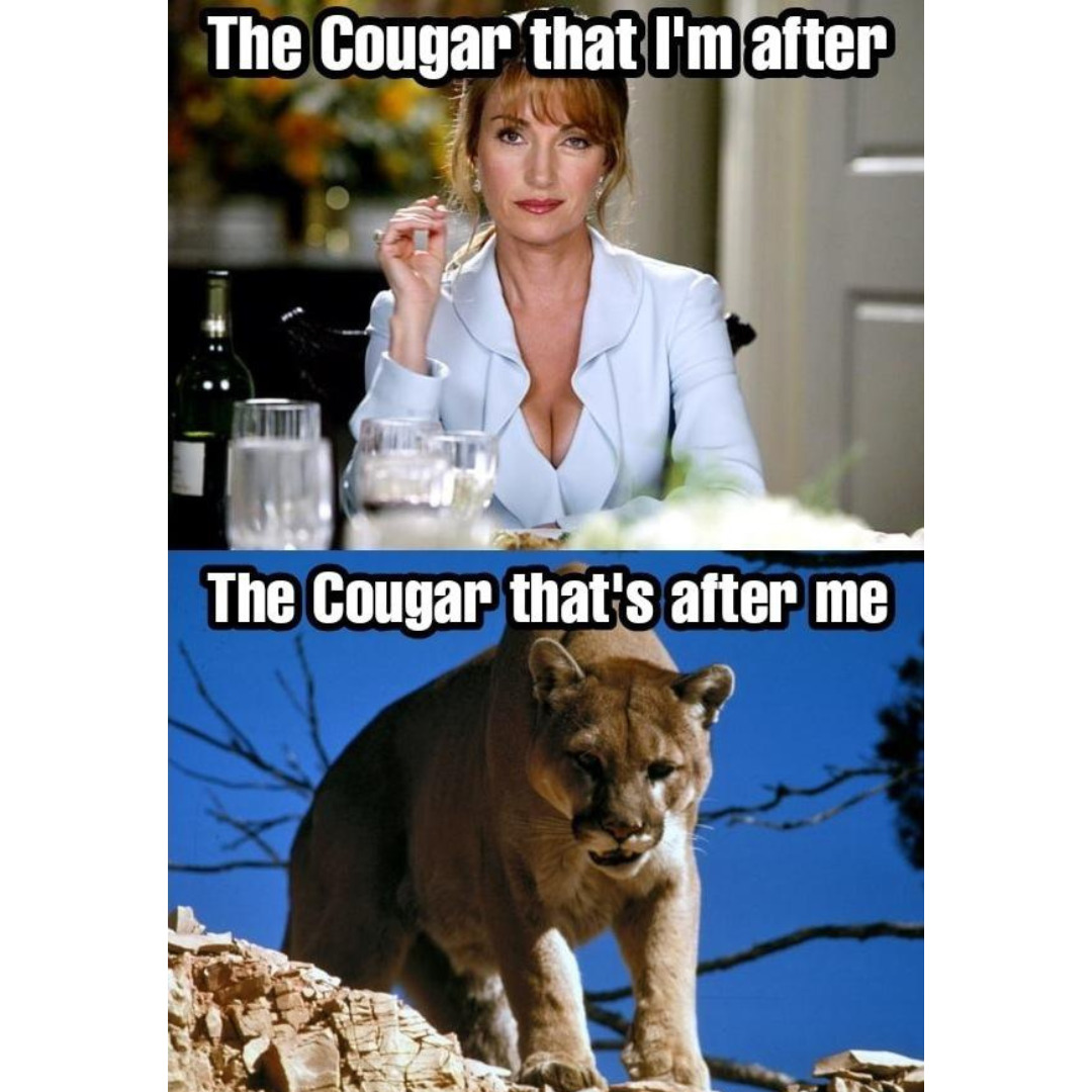 cougar memes funny